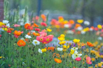 Close-up of flowering plants on field