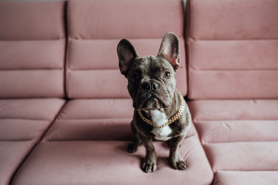 French bulldog with golden chain sitting on the pink sofa and looking into camera, little dog posing