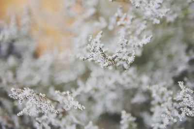 Close-up of cherry blossom during winter