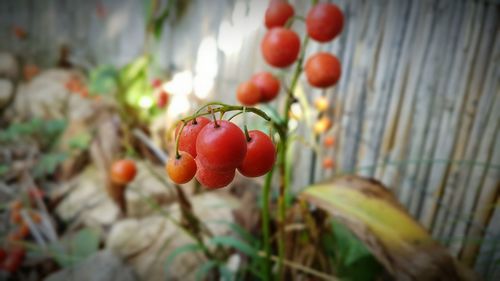 Close-up of red berries growing on plant