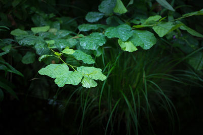 Close-up of fresh green plants in water