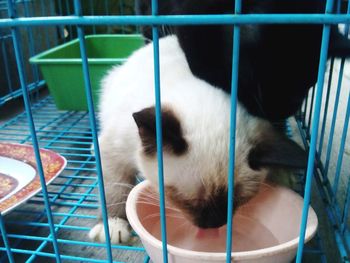 Close-up of goat in cage