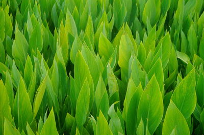 Full frame shot of crops growing on field