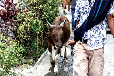 The bottom of the man with the cow