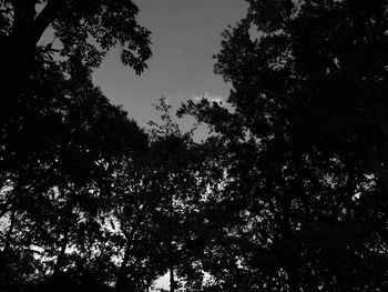 Low angle view of silhouette trees against sky in forest