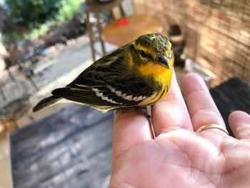 Close-up of hand holding bird