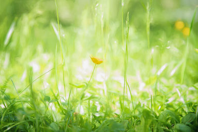 Close-up of flowering plants on land