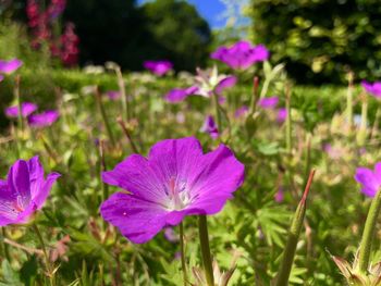 Close-up of pink flowering plant on field