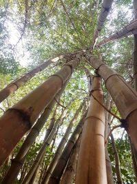 Low angle view of woman against trees