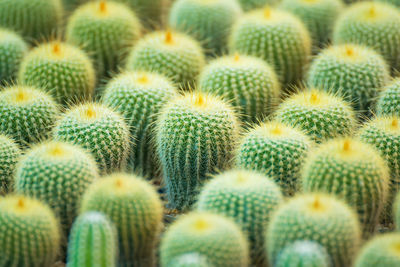 Full frame shot of succulent plant