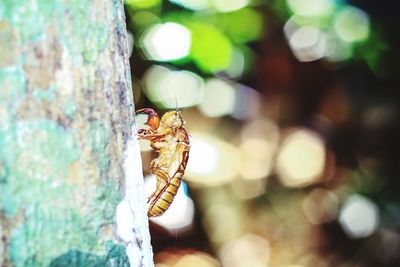 Cicada skin on tree trunk