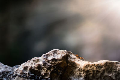 Close-up of lichen on tree trunk