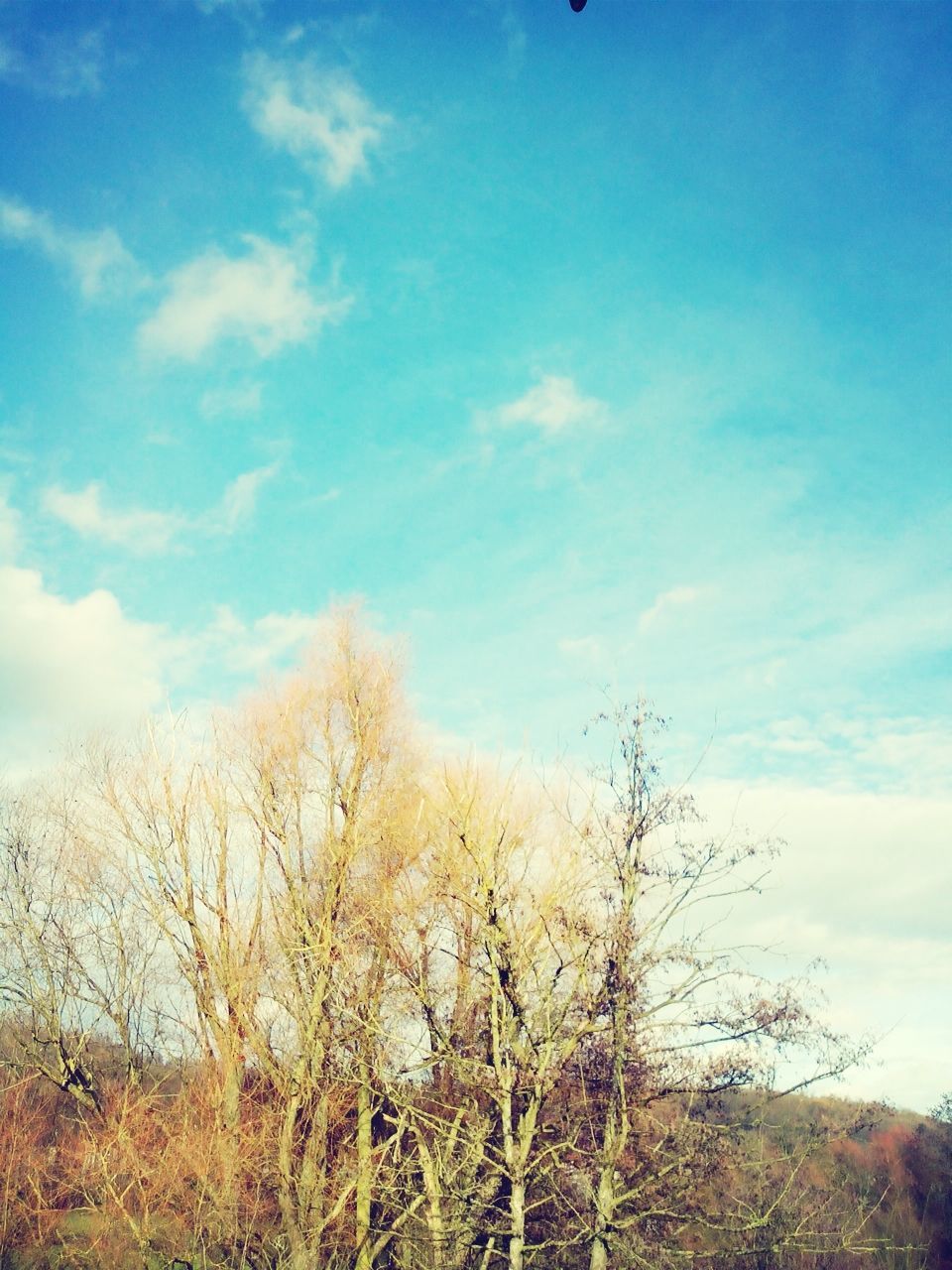 sky, blue, low angle view, cloud - sky, tranquility, tranquil scene, cloud, beauty in nature, nature, tree, growth, scenics, field, plant, day, landscape, bare tree, outdoors, no people, cloudy