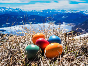 Close-up of multi colored eggs on land