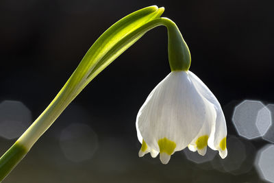 Close-up of white flowering plant