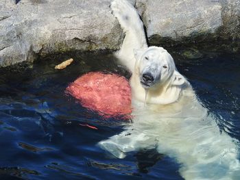 High angle view of dog swimming in water