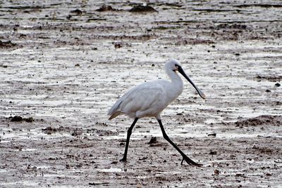 Bird in water