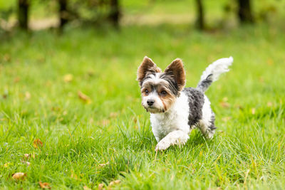 Dog looking away on field