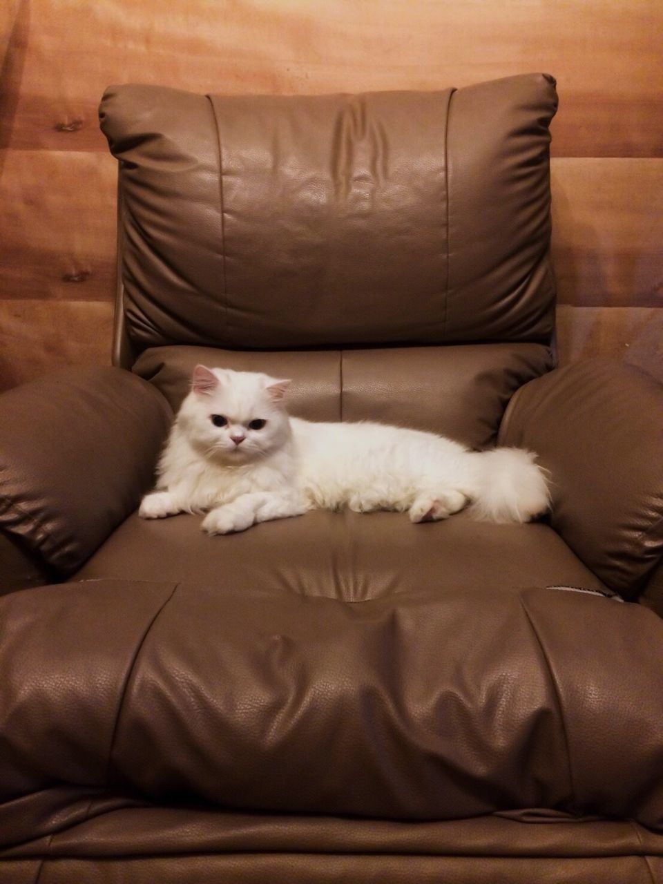 PORTRAIT OF CAT RELAXING ON SOFA