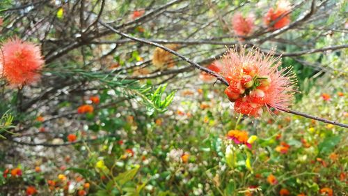 Red flowers blooming on field