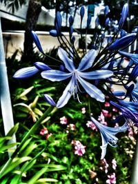 Close-up of purple flowers blooming