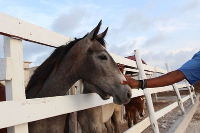 Horse standing in ranch against sky