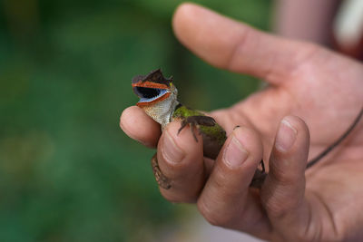 Cropped image of person holding lizard
