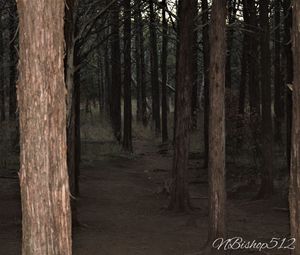 Trees growing in forest