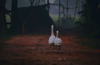 View of a bird on field