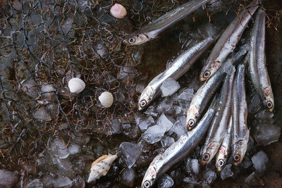 High angle view of fish in water