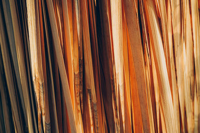 Abstract texture background with close up of dried natural palm tree leaf.