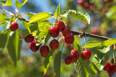 Close-up of berries growing on tree