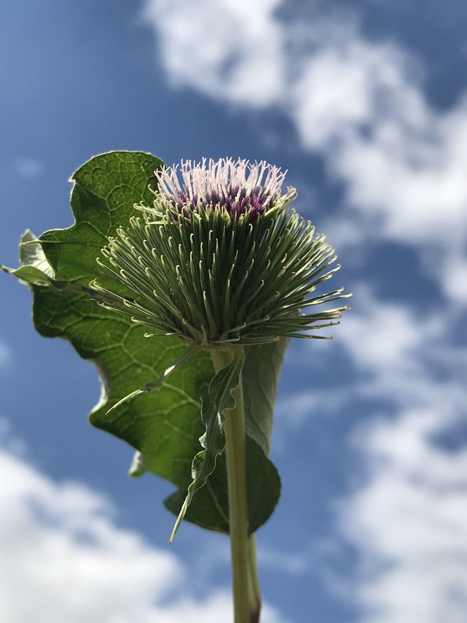 CLOSE-UP OF PLANT AGAINST SKY