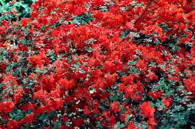 Close-up of red flowering plants