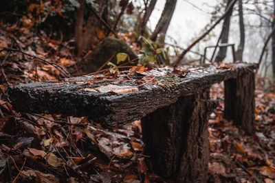 Close-up of tree trunk in forest