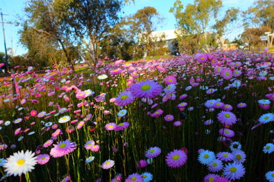 Close-up of pink flowers blooming on field against sky