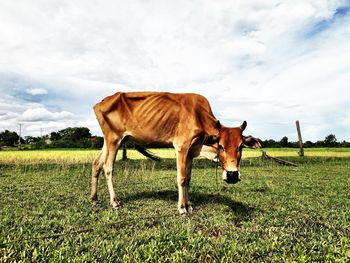 Cow grazing on field against sky