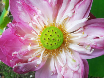 Close-up of pink flower