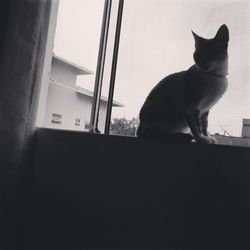 Cat sitting on window sill