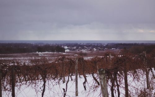 Scenic view of trees against sky during winter