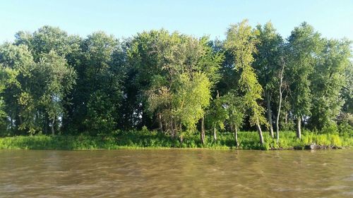 Reflection of trees in water