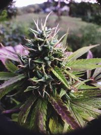 Close-up of succulent plant