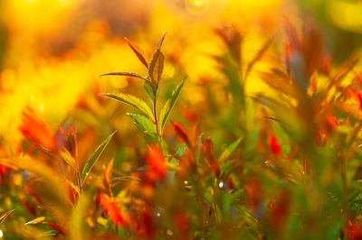 Close-up of flowering plant on field