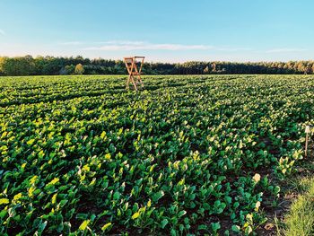 Plants growing on field against sky