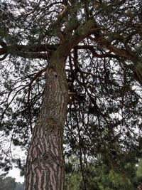 Low angle view of trees in forest