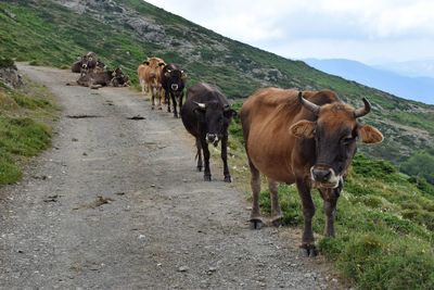 Herd of cows on field