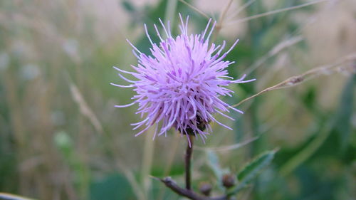 Close-up of pink flower