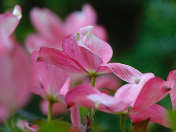 Close-up of pink flowering plant