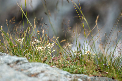 Close-up of dry plants on land