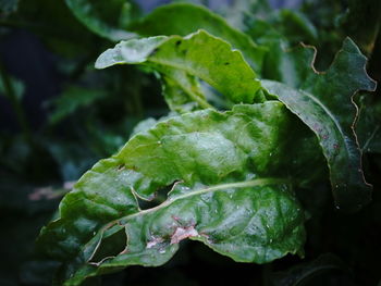 Close-up of wet leaves